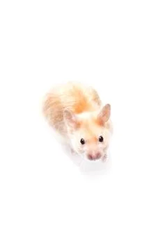 Hamster Stock Photos