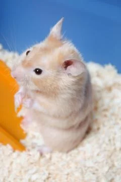 Hamster Stock Photos