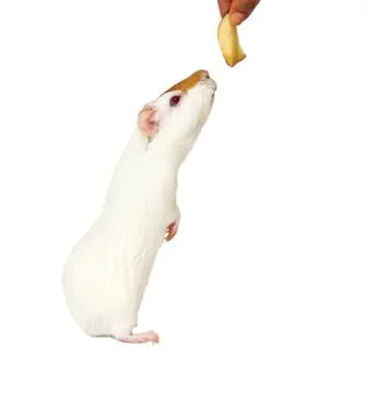 Hamster Stock Photos