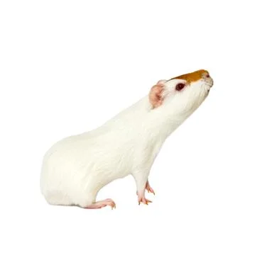 Hamster Stock Photos