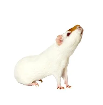 Hamster Stock Photos