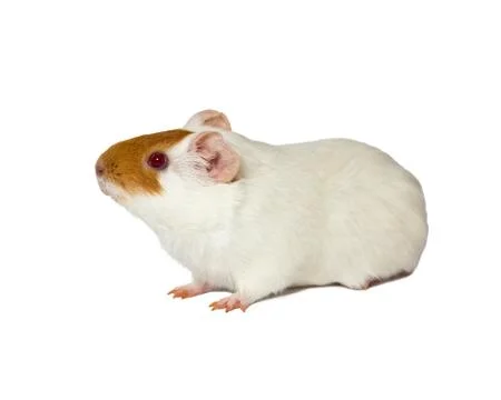 Hamster Stock Photos