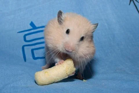 Hamster 스톡 사진