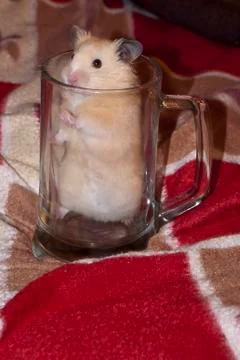Hamster Stock Photos