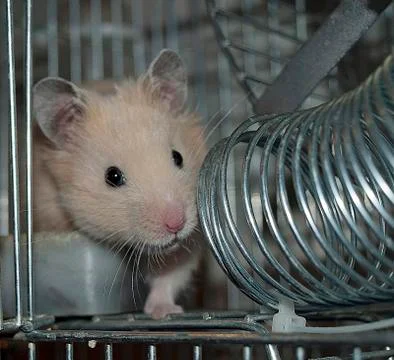 Hamster Stock Photos