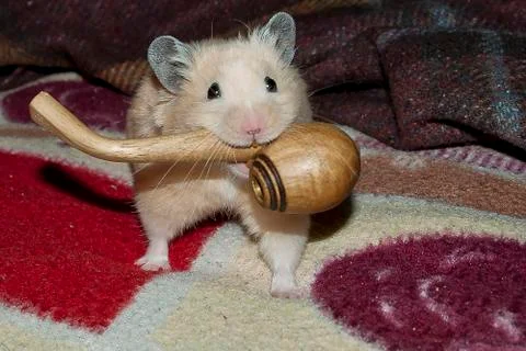 Hamster Stock Photos