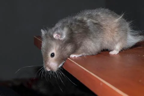 Hamster 스톡 사진