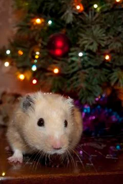 Hamster 스톡 사진