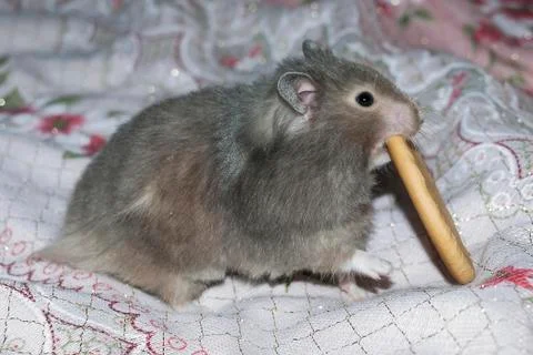 Hamster 스톡 사진