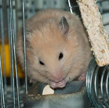 Hamster 스톡 사진