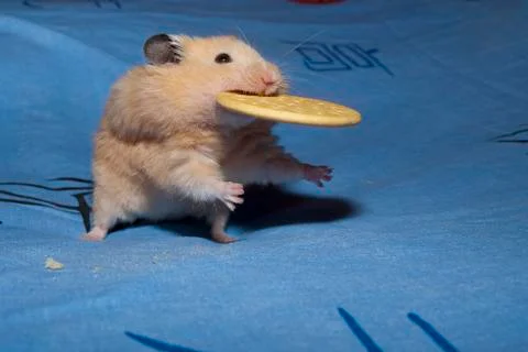 Hamster Stock Photos