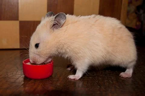 Hamster Stock Photos