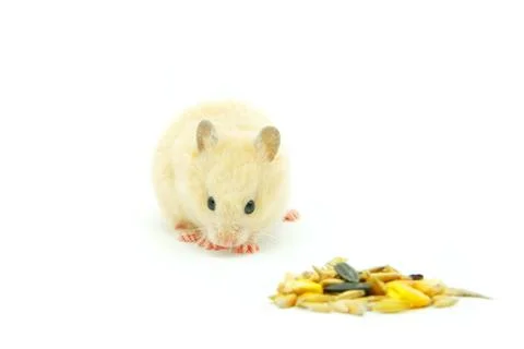 Hamster Stock Photos
