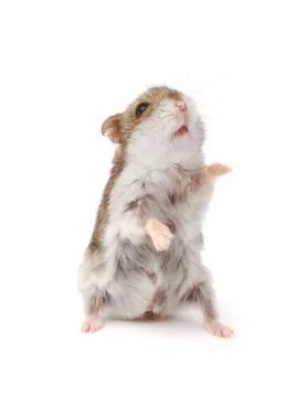 Hamster Stock Photos