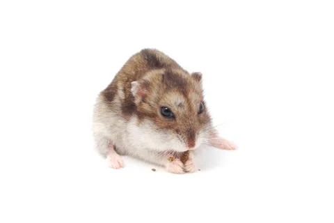 Hamster Stock Photos