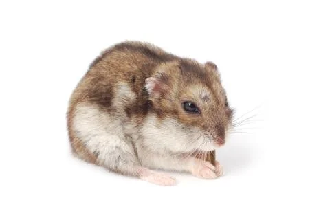 Hamster Stock Photos