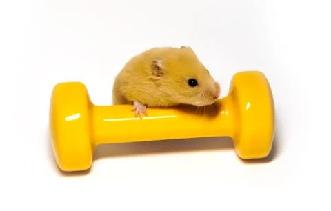 Hamster Stock Photos