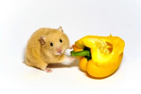 Hamster Stock Photos