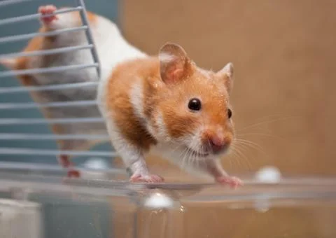 Hamster Stock Photos