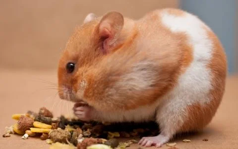 Hamster Stock Photos