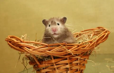 Hamster Stock Photos