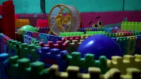 Hamster Playground Stock Footage 209171869