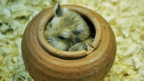 Hamster Playing in a ceramic pot Stock Footage 247468486