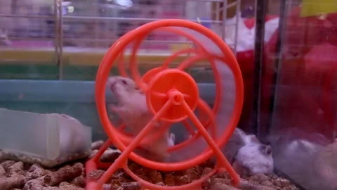 Hamster is playing in the spinning wheel and is very agile Stock Footage 299366643