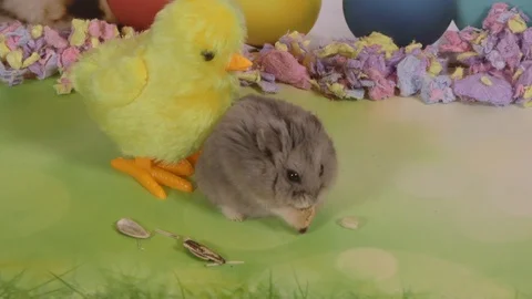 Hamster protects treat from easter chicken toy Stock Footage 87655971