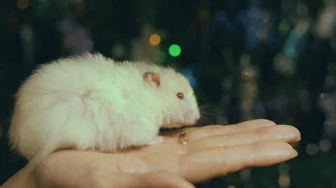 Hamster Put On The Santa Claus Cap Stock Footage 67500189