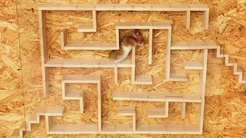 The hamster quickly and deftly runs through the maze through its corridors. Video stock 242465906