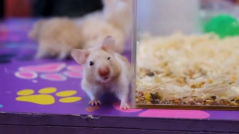 The Hamster Rat Games, Pure White Joy: Entertaining My Hamster Rats Stock Footage 343819656