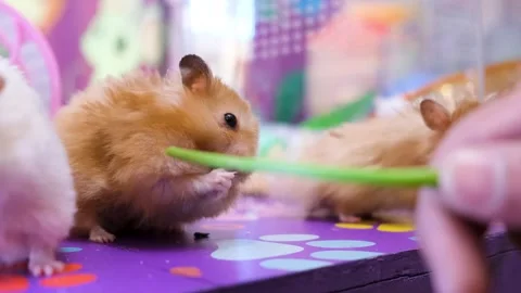The Hamster Rat Games, Pure White Joy, Entertaining My Hamster Rats Stock Footage 343826458