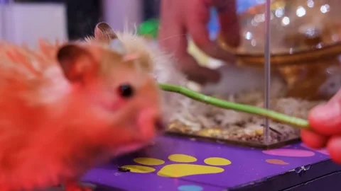 The Hamster Rat Games, Pure White Joy,  Entertaining My Hamster Rats Stock Footage 343827346