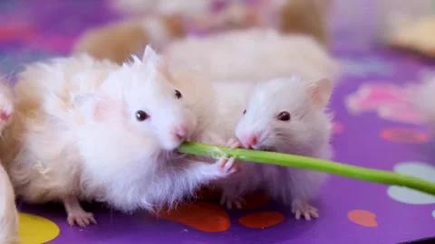 The Hamster Rat Games, Pure White Joy,  Entertaining My Hamster Rats Stock Footage 343827893