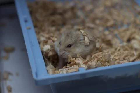 Hamster resting in bedding inside its habitat during early morning hours Stock Photos
