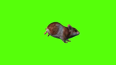Hamster Running Green Screen Animation 4K Rendering Stock-Footage 281392641
