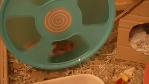 Hamster running on his wheel Video stock 241791536