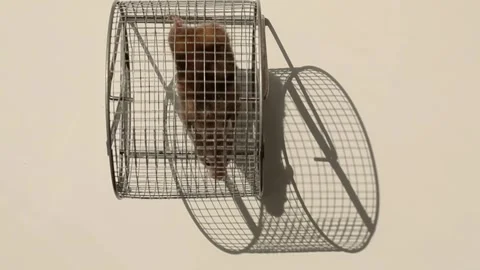 Hamster running inside metal exercise wheel in wire cage Stock Footage 311510898