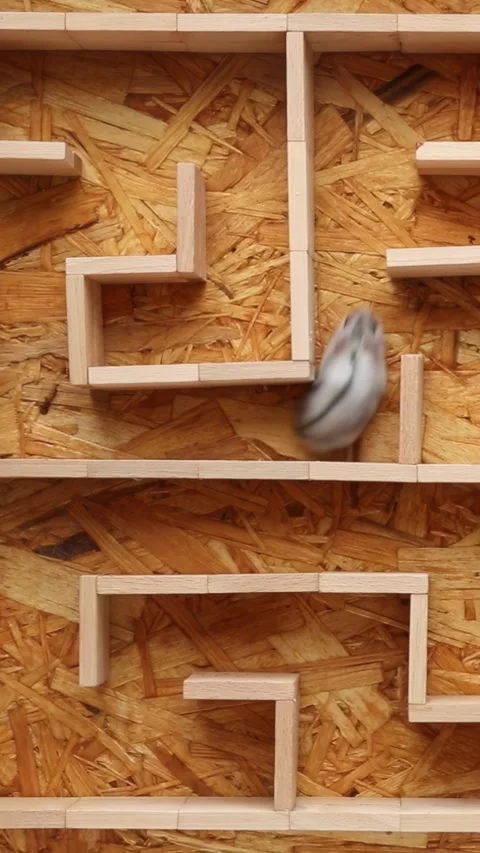 Hamster running through structured wooden maze top view Stock Footage 323889475