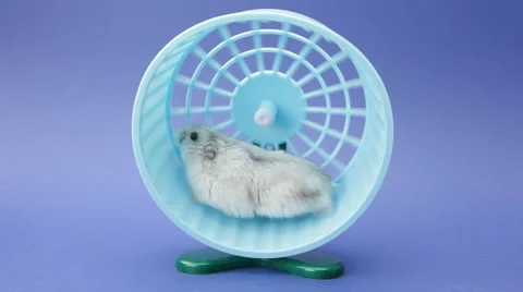 Hamster running in wheel Stock Footage