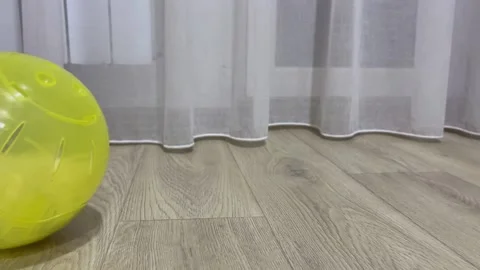 Hamster is running in yellow ball on the grey floor next to white curtains Stock Footage 190645945
