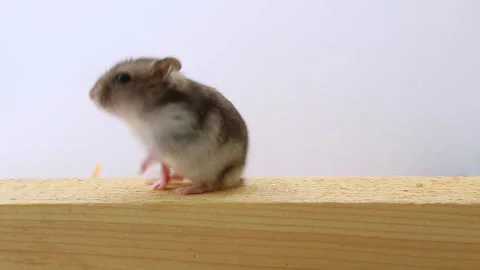 The hamster runs left and right on the board and stands on its hind legs. Stock Footage 240415343