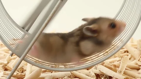 A hamster runs in a wheel in a circle. Video stock 244932194