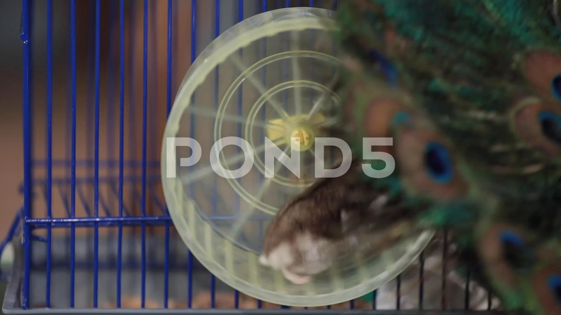 underwater hamster cage