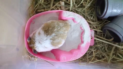 Hamster in the sand. The pet cleans its fur using a bowl of white sand. Active s Stock Footage 293292027