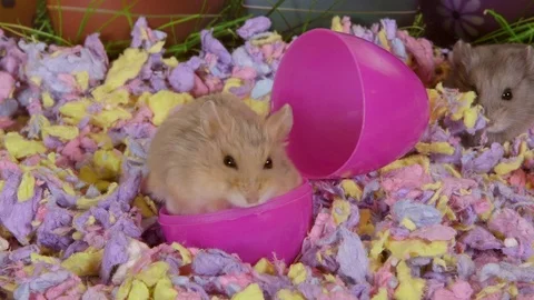 Hamster searching in easter egg Stock Footage 87655999