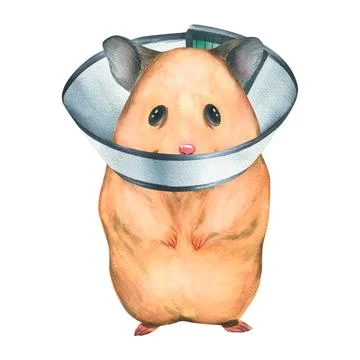 Hamster sick with a veterinary protective collar. Hand drawn watercolor Stock Illustration