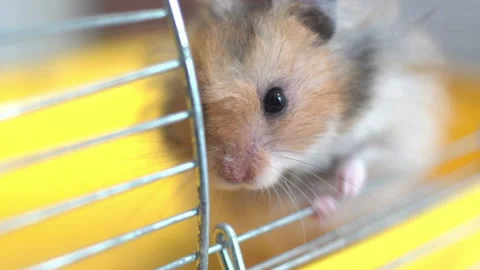Hamster sits in a cage Stock Footage 131851293