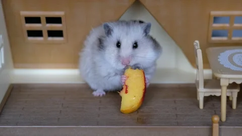 Hamster sits in a dollhouse and eats a peach Stock Footage 140115765